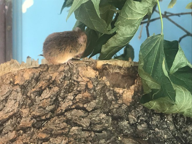 mice.jpg