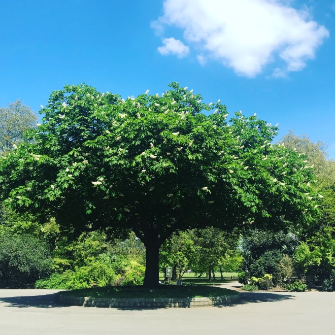 tree